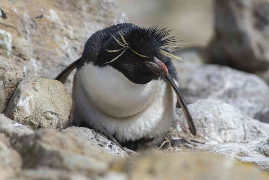 Pingüino Rockhopper - islas Falkland o Malvinas 17.jpg